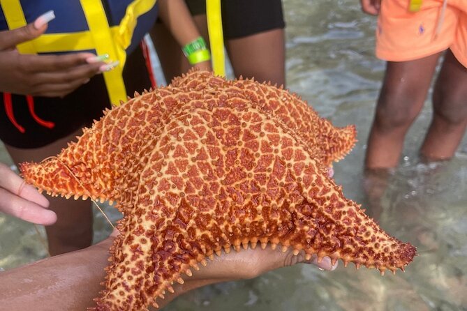 Adventurous-Snorkeling With Sightseeing of Montego Bay - Who will enjoy this most