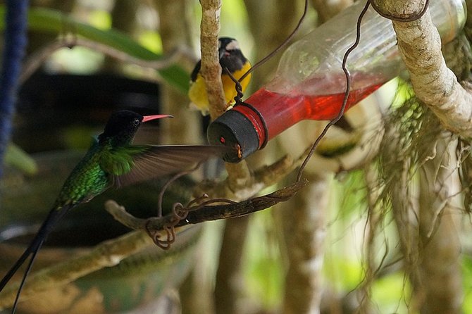 Ahhh Ras Natango Gallery and Garden Private Transfer - Is $97.44 per person good value?