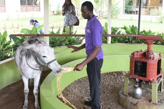 Appleton Estate Rum Factory And YS Falls Inclusive Tours From Montego Bay - YS Falls: seven levels of water and room to swim