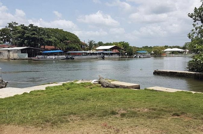Appleton Estate Rum, YS Falls, Black River Safari / Floyd's Pelican Bar Tour - Black River Safari: a quieter look at Jamaica