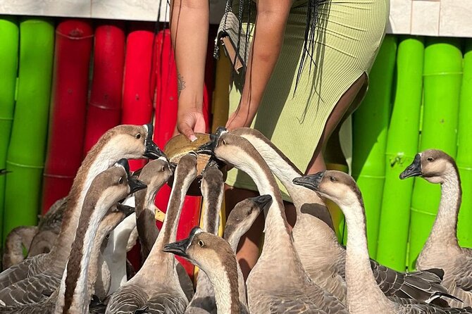 Bird Sanctuary and animal farm Day Tour - The two-hour farm and sanctuary visit