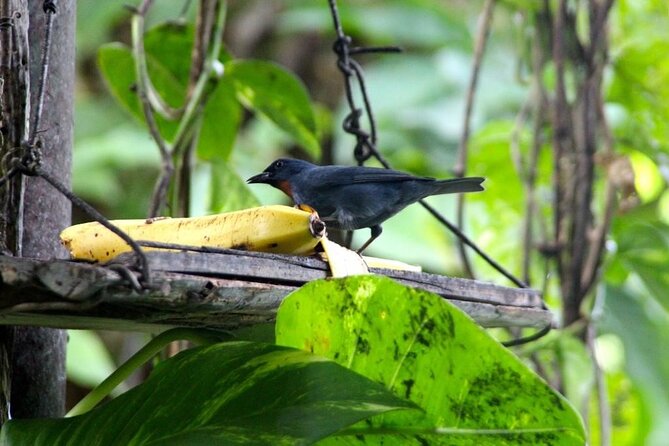 Bird Sanctuary and/or Lethe Bamboo Rafting from Montego Bay - Combining the sanctuary and rafting stops