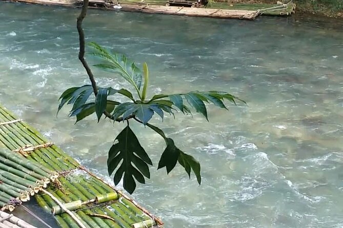 Bird Sanctuary and/or Lethe Bamboo Rafting from Montego Bay - Who will enjoy this private Jamaica nature tour