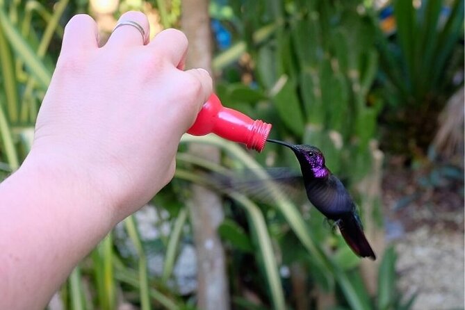 Bird Sanctuary and/or Lethe Bamboo Rafting from Montego Bay - Booking, weather, and cancellation details