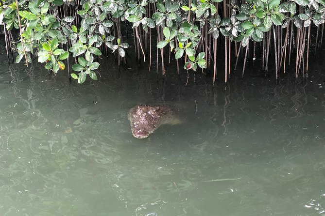 Black River Safari, YS Falls and Appleton Estate - Black River boat safari and Jamaican wildlife