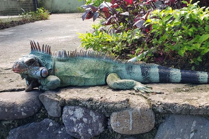 Blue Hole & Konoko Falls Park Combo Tour from Montego Bay - Practical details that affect your decision