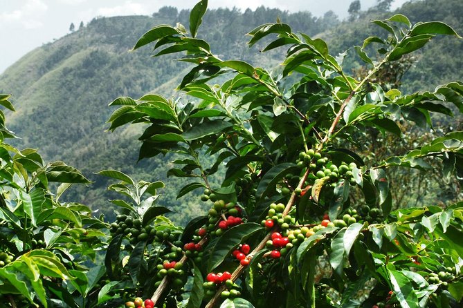 Blue Mountain Coffee and Sightseeing Tour - Key points before you book