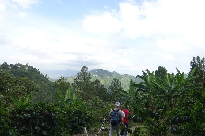 Blue Mountain Coffee and Sightseeing Tour - Group size, comfort, and the mixed service picture