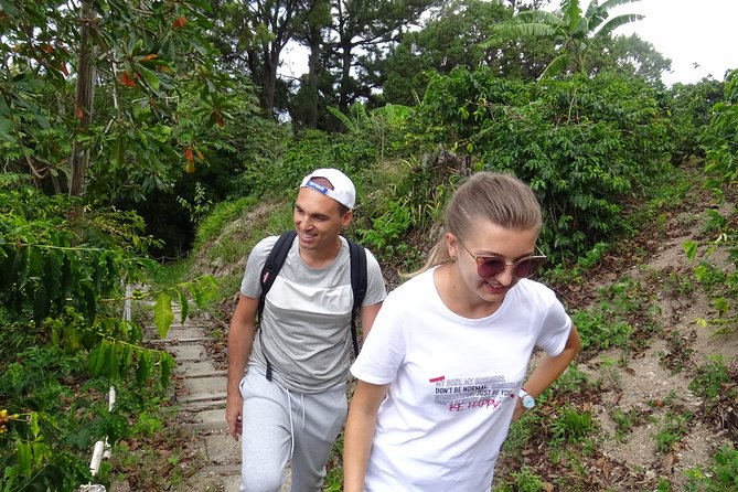 Blue Mountain Coffee and Sightseeing Tour - Should you book it?