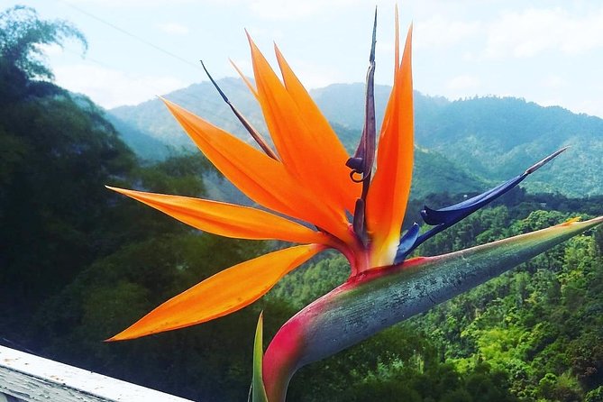 Blue Mountain Path Finder - Key points to know before booking