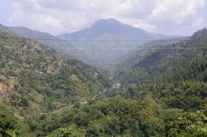 Blue Mountain Tour with Hotel Transportation - A working coffee farm at 4,000 feet