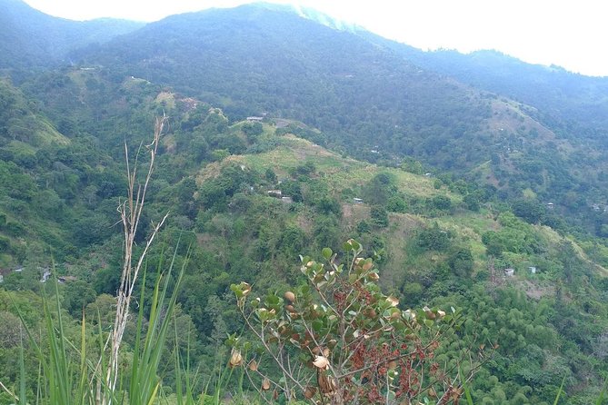 Blue Mountains Coffee Private Tour from Kingston - Who should book this experience?