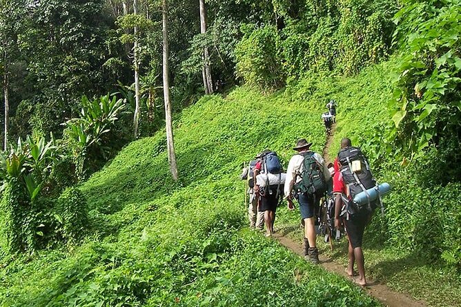 Bush Hiking to explore Wild Plants & Fresh Fruits,Montego Bay - From Montego Bay to the hills of Lethe