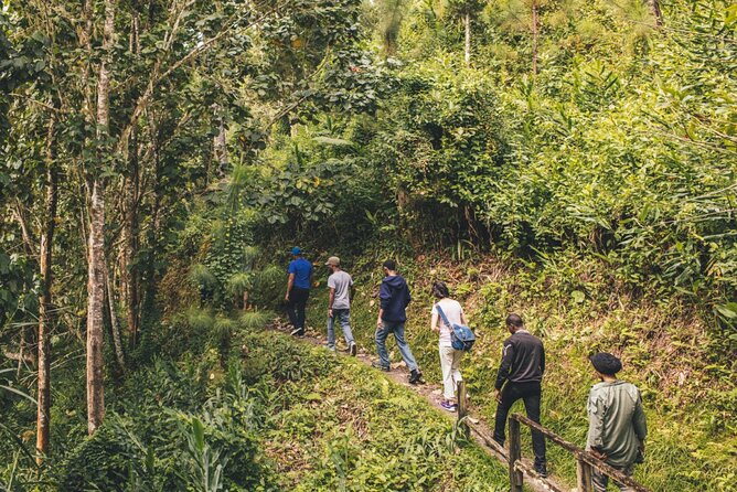 Bush Hiking to explore Wild Plants & Fresh Fruits,Montego Bay - Finding wild plants and fruit in season