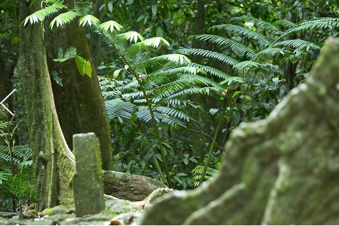 Bush Hiking to explore Wild Plants & Fresh Fruits,Montego Bay - Cooling off at the natural spring waterfall