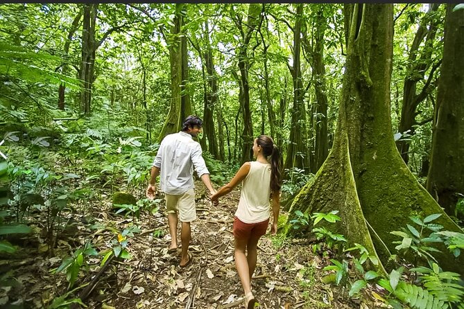 Bush Hiking to explore Wild Plants & Fresh Fruits,Montego Bay - Should you book the Lethe bush hike?