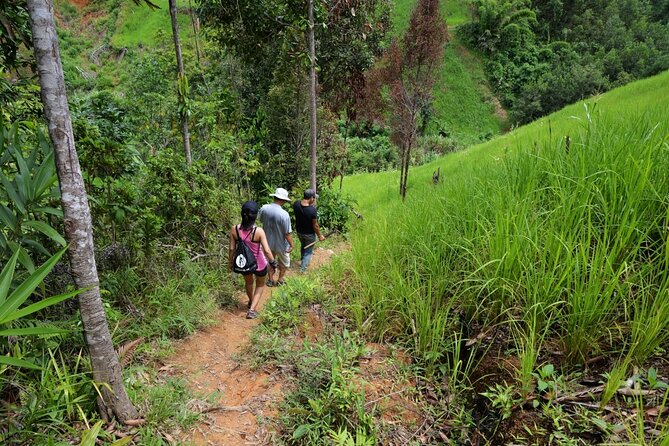 Bush Hiking to explore Wild Plants & Fresh Fruits,Montego Bay - Local stories make the walk worthwhile