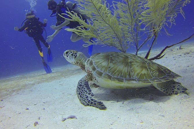 Certified 2-Tank Scuba Diving Tour from Montego Bay - Key points at a glance