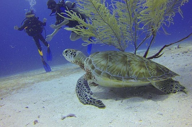 Certified 2-Tank Scuba Diving Tour from Montego Bay - Two North Coast sites beyond Montego Bay’s beaches