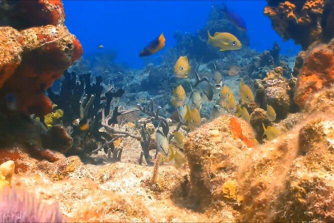 Customize Snorkeling with Option shopping Lunch & Stop local food - A short Montego Bay outing with a clear purpose