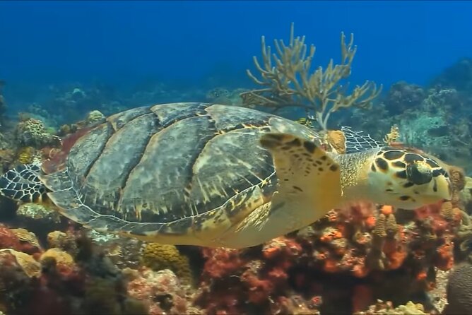 Customize Snorkeling with Option shopping Lunch & Stop local food - What the reef portion may feel like