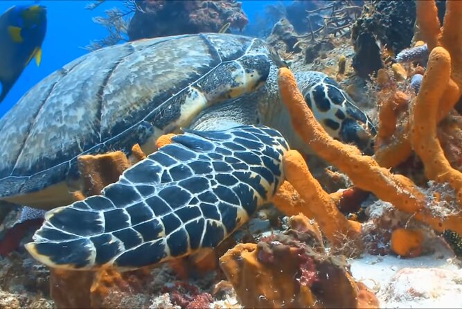 Customize Snorkeling with Option shopping Lunch & Stop local food - Lunch, local food, and shopping need clarification