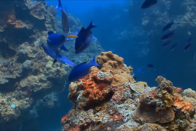 Customize Snorkeling with Option shopping Lunch & Stop local food - Is $65.99 a fair price?
