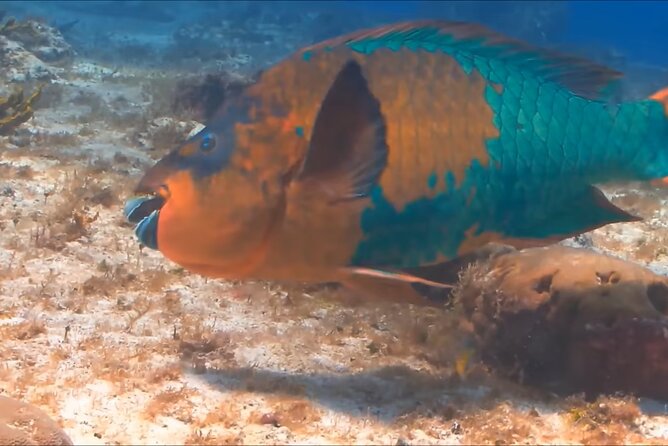 Customize Snorkeling with Option shopping Lunch & Stop local food - Who will enjoy this outing most?