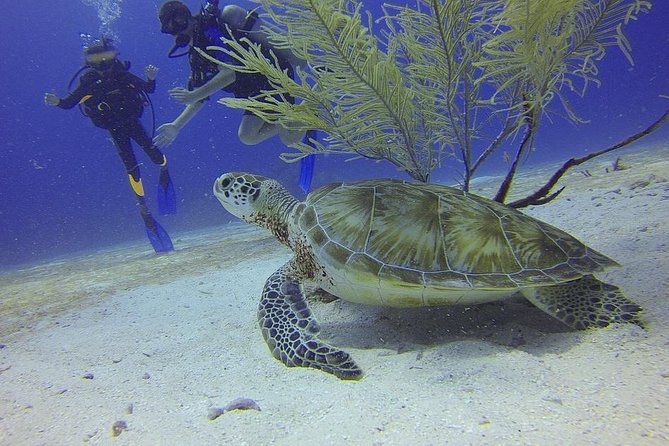 Discover Scuba Diving in Montego Bay - Starting at 7:30 am near Montego Bay