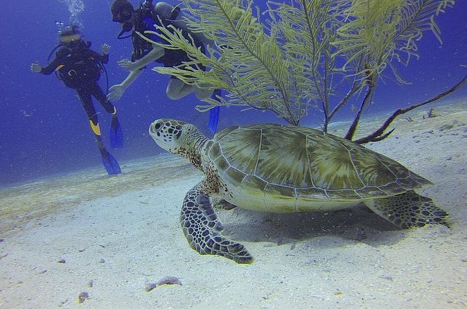 Discover Scuba Diving in Montego Bay - Health, fitness, and flight timing