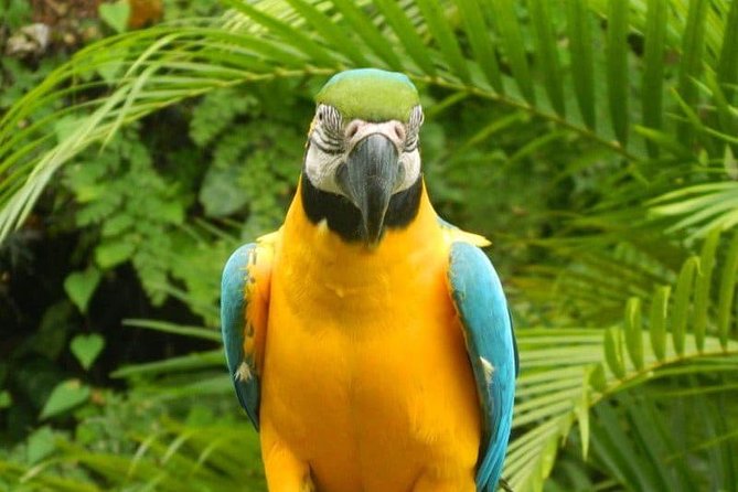 Eco Explorers Waterfall, Rainforest, local Shopping with lunch - A scenic ride through Fern Gully