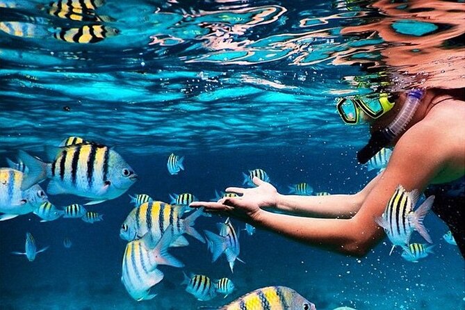 Family Fun-Snorkeling with Lunch Stop from Montego Bay - Key points to know before you book