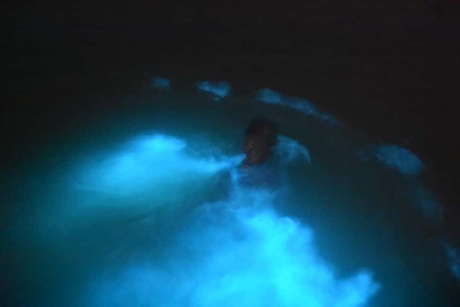 From Montego Bay: Luminous Lagoon Night Tour - Starting at Rock Wharf in Falmouth