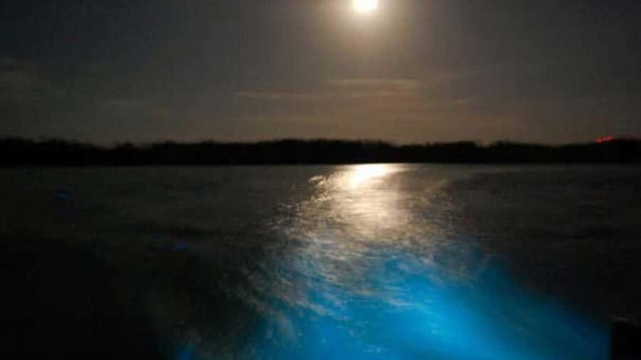 From Montego Bay: Luminous Lagoon Nighttime Boat Tour - Why the Luminous Lagoon glows at night