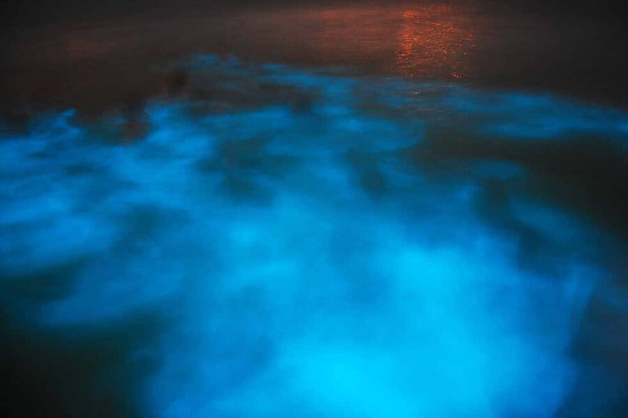From Montego Bay: Luminous Lagoon Nighttime Boat Tour - Arriving at the lagoon and boarding the boat