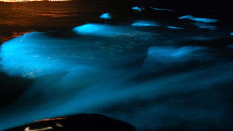 From Montego Bay: Luminous Lagoon Nighttime Boat Tour - Why photos are harder than the real thing