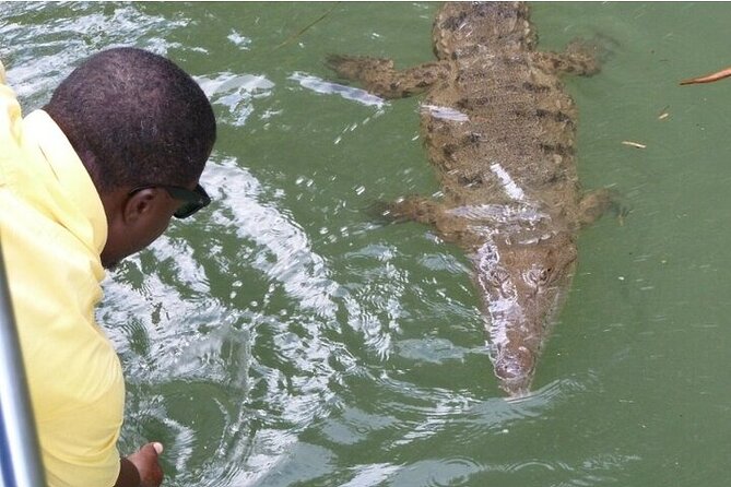 Full-Day South Coast - YS Falls, Pelican Bar & Black River Safari - A Black River boat ride with alligators and birds