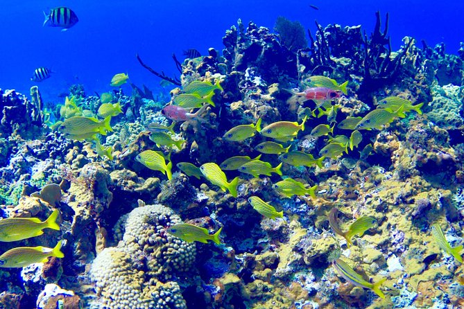 Glass Bottom Boat Ride/Snorkeling/Booby Cay Island from Negril - Booby Cay is small, local, and pleasantly unfussy