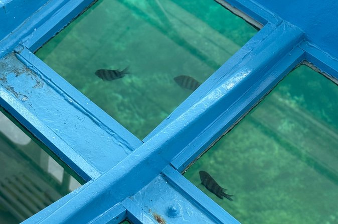 Glass bottom Boat Tour and Snorkeling Experience in Montego Bay - A captain who keeps beginners comfortable
