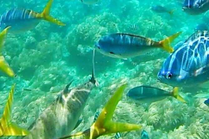 Glass Bottom Boat Water Activity in Montego Bay Jamaica - Seeing Montego Bay From Above and Below