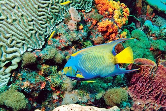 Glass Bottom Boat Water Activity in Montego Bay Jamaica - Private Transport and What Is Included