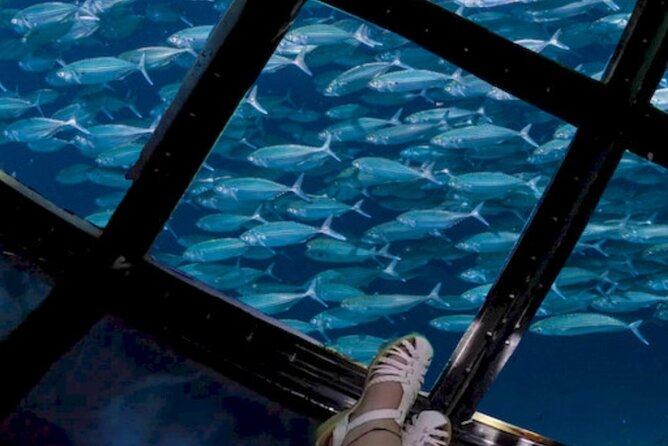 Glass Bottom Boat Water Activity in Montego Bay Jamaica - Is $90 Per Person a Fair Price?