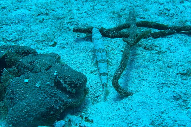 Guided Snorkeling at the Anchor and Cannon Reef in Negril - Why the Sunken Cannon Makes This Negril Snorkel Special