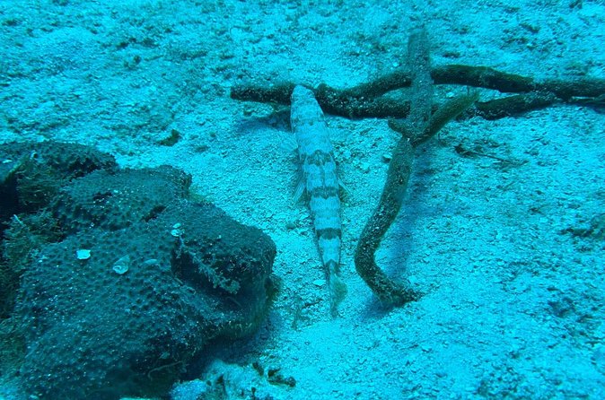 Guided Snorkeling at the Anchor and Cannon Reef in Negril - The Return Cruise Takes Thirty Minutes