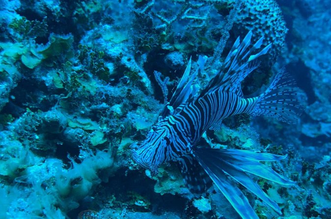 Guided Snorkeling at the Anchor and Cannon Reef in Negril - Who Will Enjoy This Negril Excursion