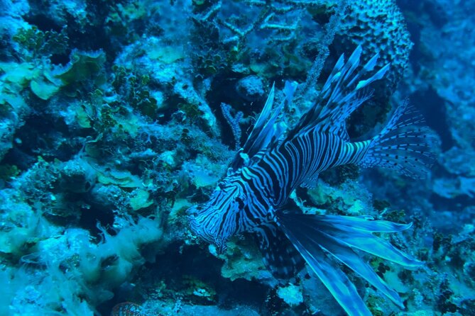 Guided Snorkeling at the Anchor and Cannon Reef in Negril - Seven Mile Beach Looks Different From the Water