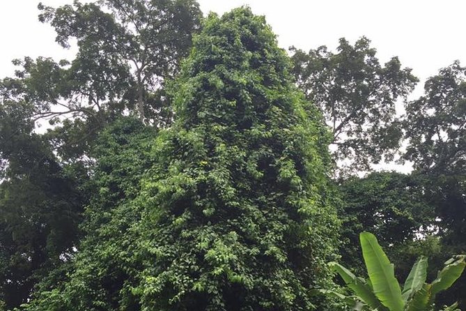 Half-Day Martha Brae River Rafting Tour from Ocho Rios - How the five-hour schedule fits together