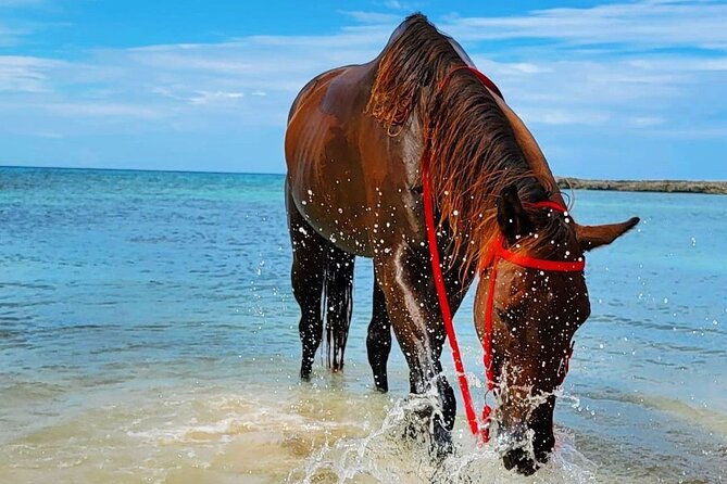 Horseback Ride and Swim Jamaica - Entering the Caribbean Sea on horseback