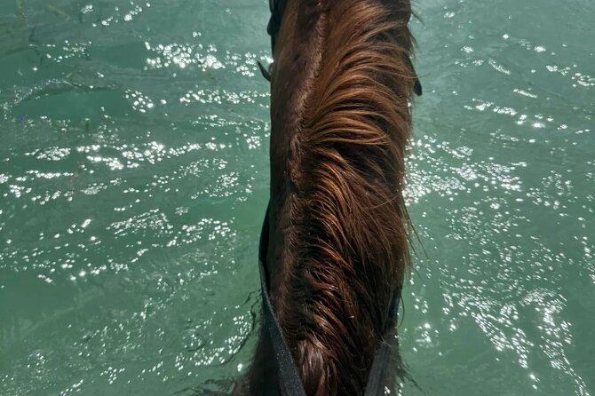 Horseback Riding In The Ocean from Montego Bay Private Transfer - Why the private transfer adds real value