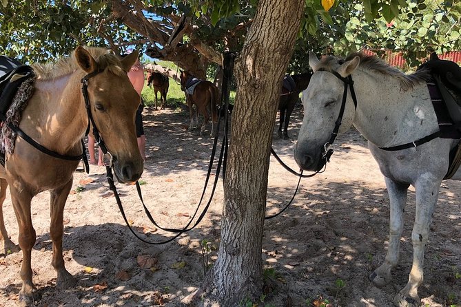 Horseback “SPECIAL”- Negril’s Beach Ride N’ Swim with Free photos/videos - Is the $90 price good value?